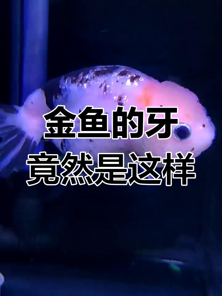 金鱼吃菠菜竟然这么费劲,原来它有牙齿!