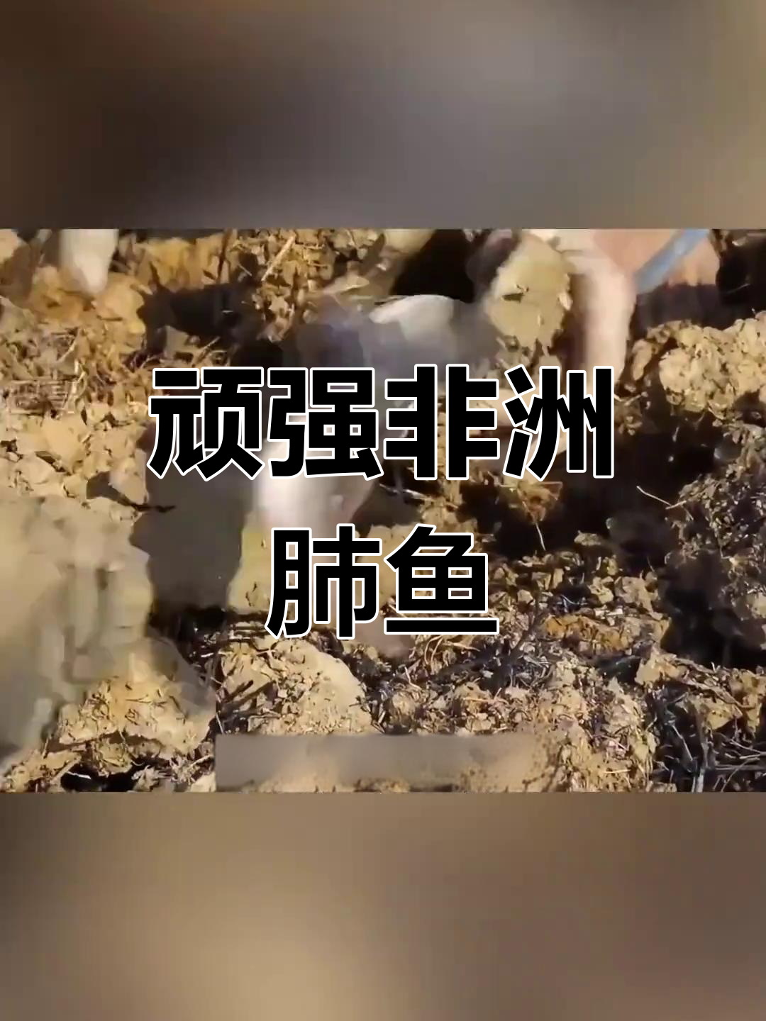 非洲肺鱼:能在土里不吃不喝活五年,雨季重生惊呆世界