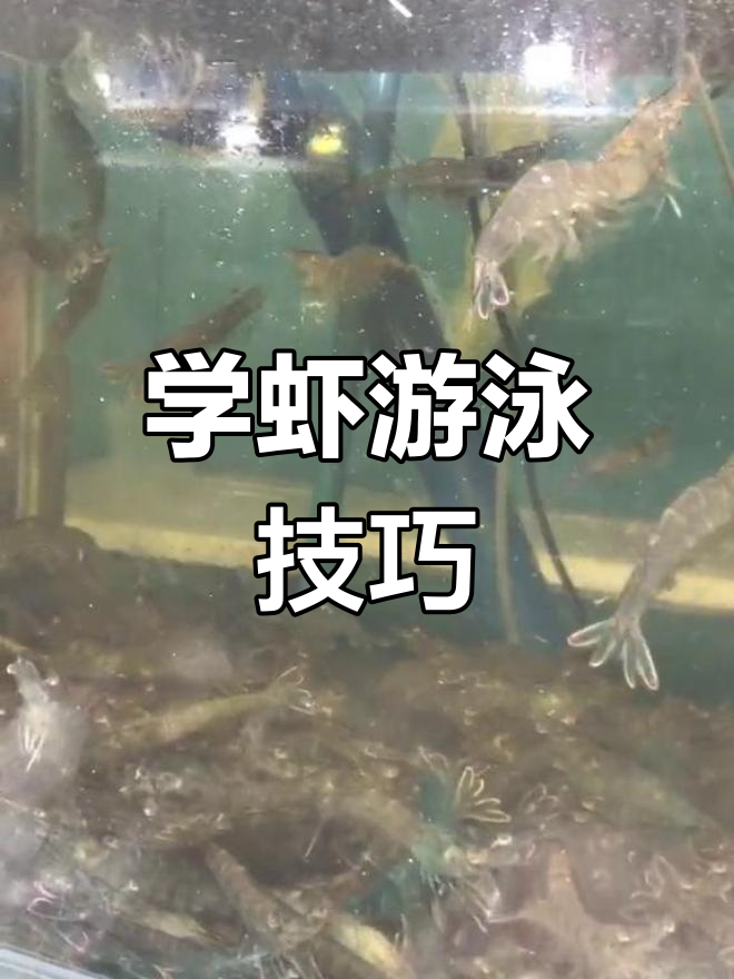 基围虾游泳姿势大揭秘,轻松学会!