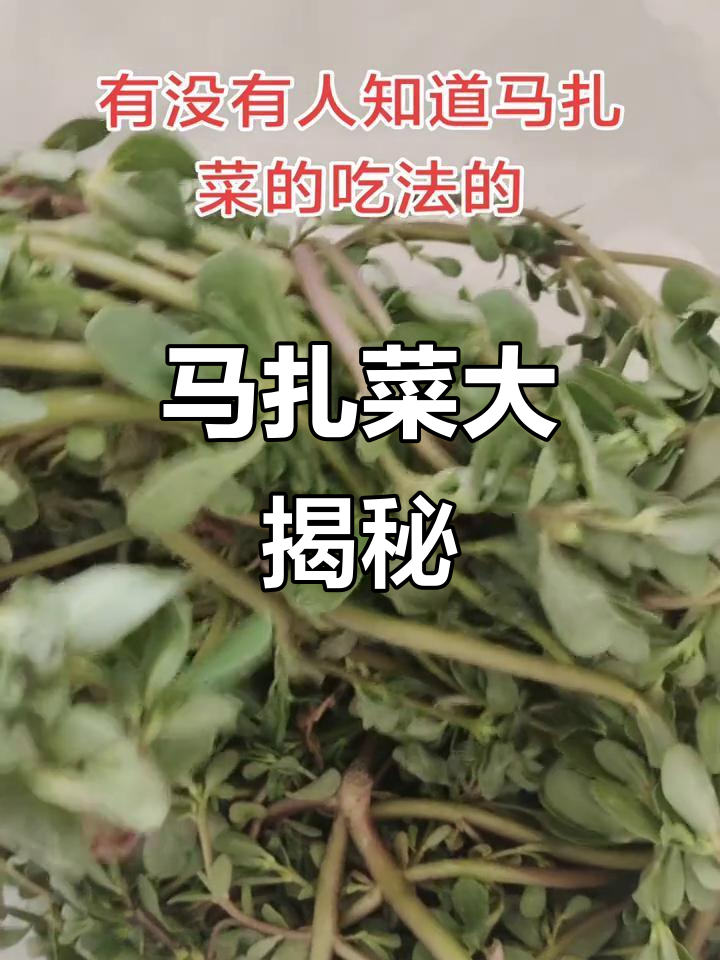 掉进马扎菜窝,猜猜这是什么神奇植物?
