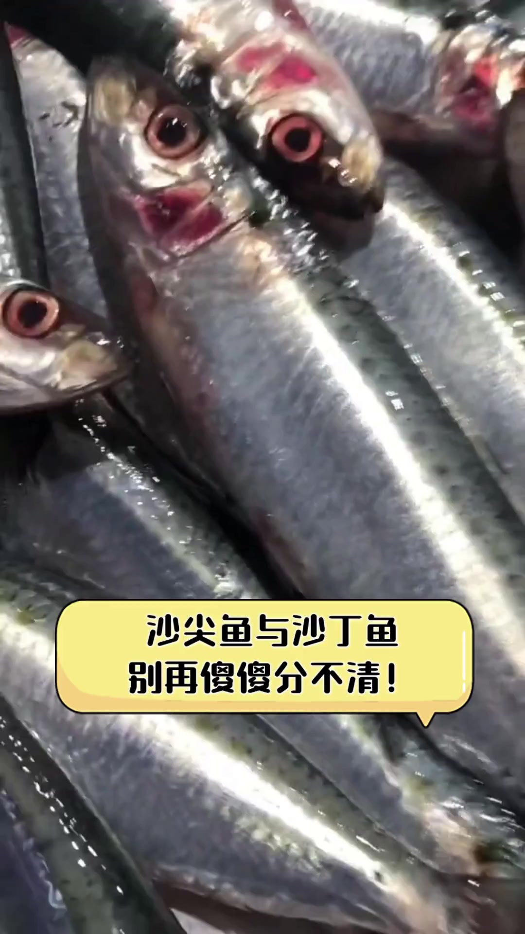 沙尖鱼与沙丁鱼,别再傻傻分不清!