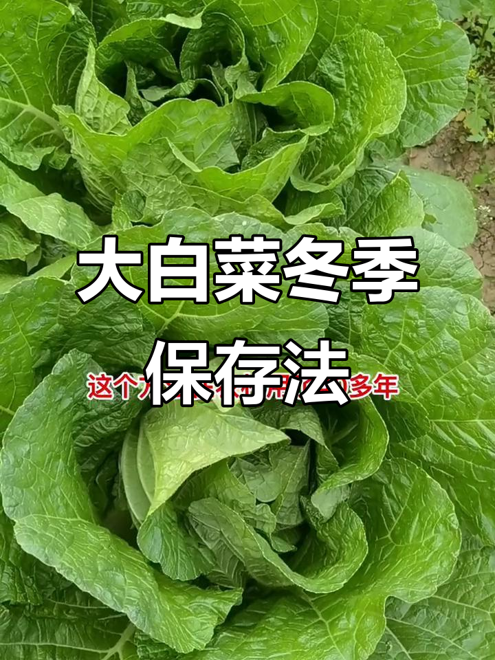 冬季大白菜储存秘诀,教你如何保鲜不烂芯