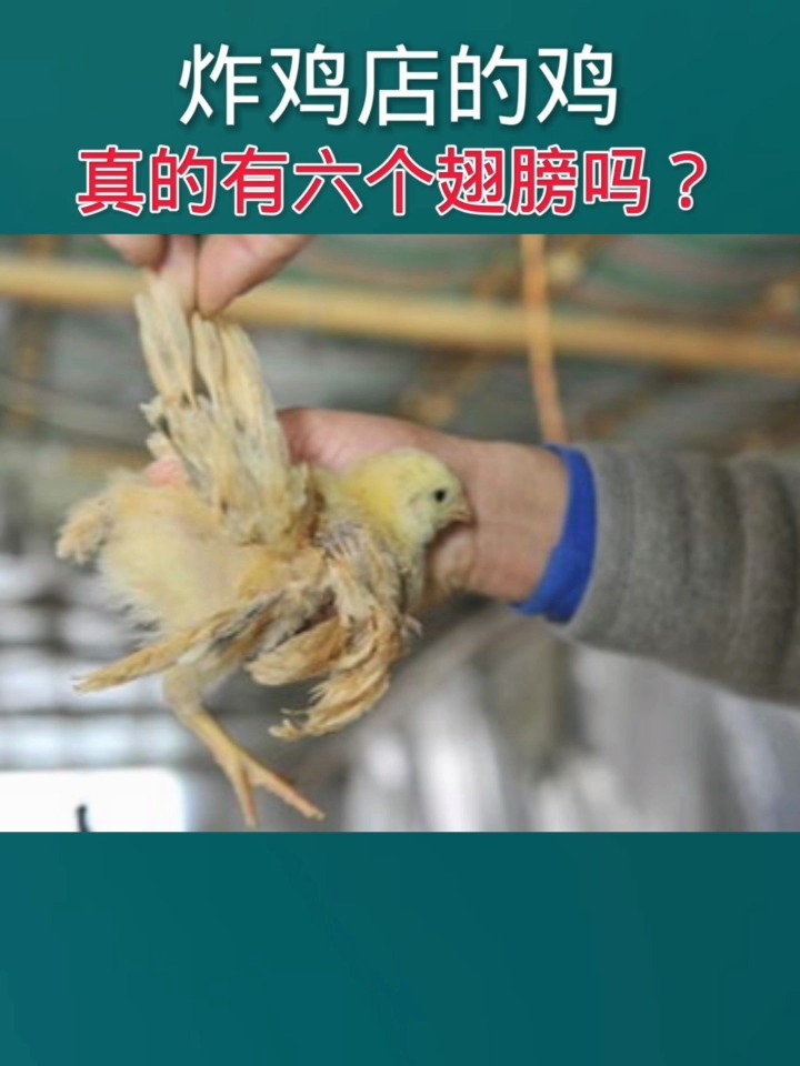 炸鸡店的鸡真的有六个翅膀吗?