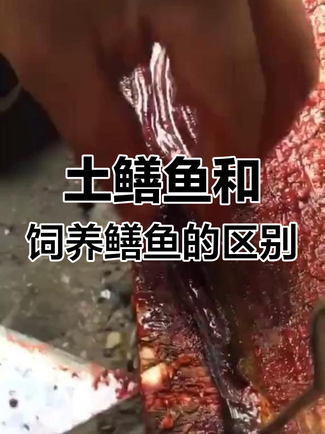 土鳝鱼与养殖鳝鱼的口感差异,大厨揭秘