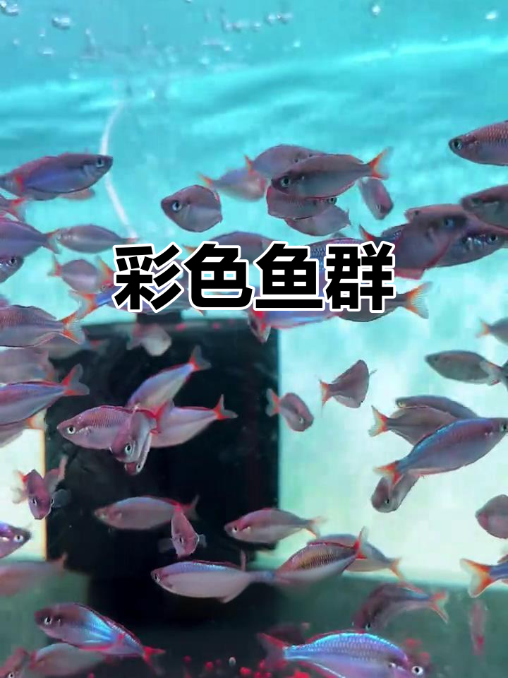 家里添点色彩,热带鱼群美得让人陶醉!