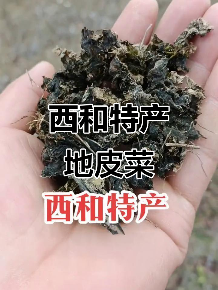 甘肃陇南特产地软菜,夏天美味来袭!