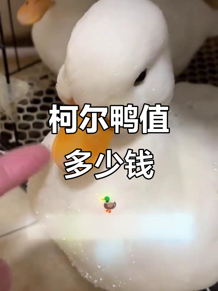 柯尔鸭价格大揭秘:从宠物级到极品,你愿意花多少钱?