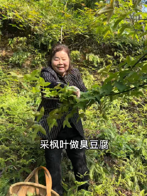 美食武汉「螺蛳粉臭豆腐肥肠锅能有多臭「疑问」」朋友们,你会用枫叶做臭豆腐吃吗?今天分享传统