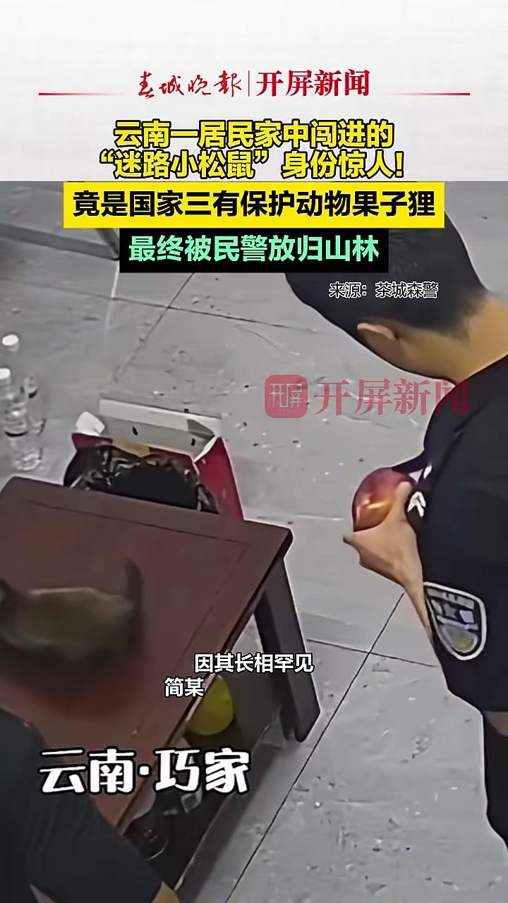 云南一居民家中闯进的“迷路小松鼠”身份惊人!竟是国家三有保护动物果子狸,最终被民警放归山林