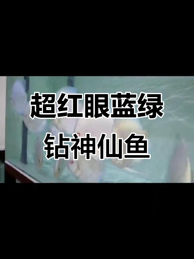 巨型超红眼蓝绿钻石神仙鱼，音乐与舞蹈的完美结合