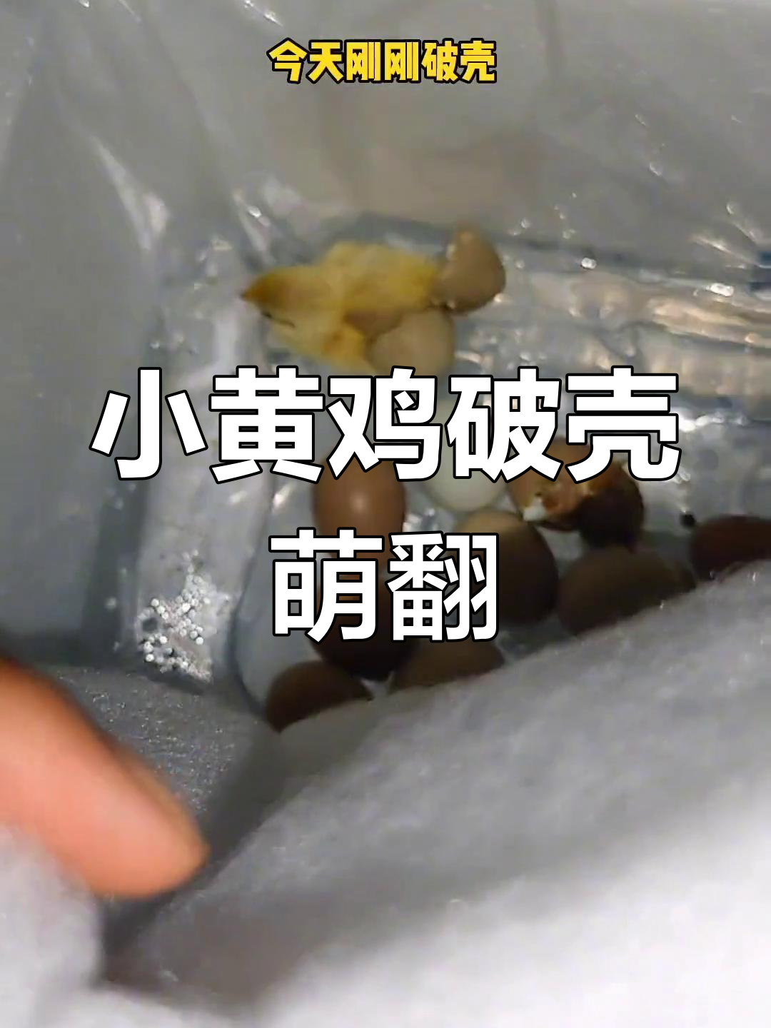 人工孵化的小鸡破壳了,小龙虾饲料意外收获