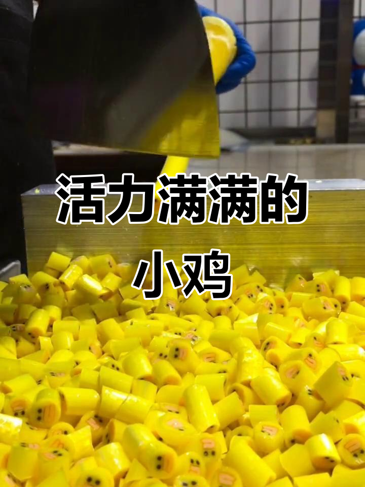 莎莉鸡:一只充满活力的可爱小鸡