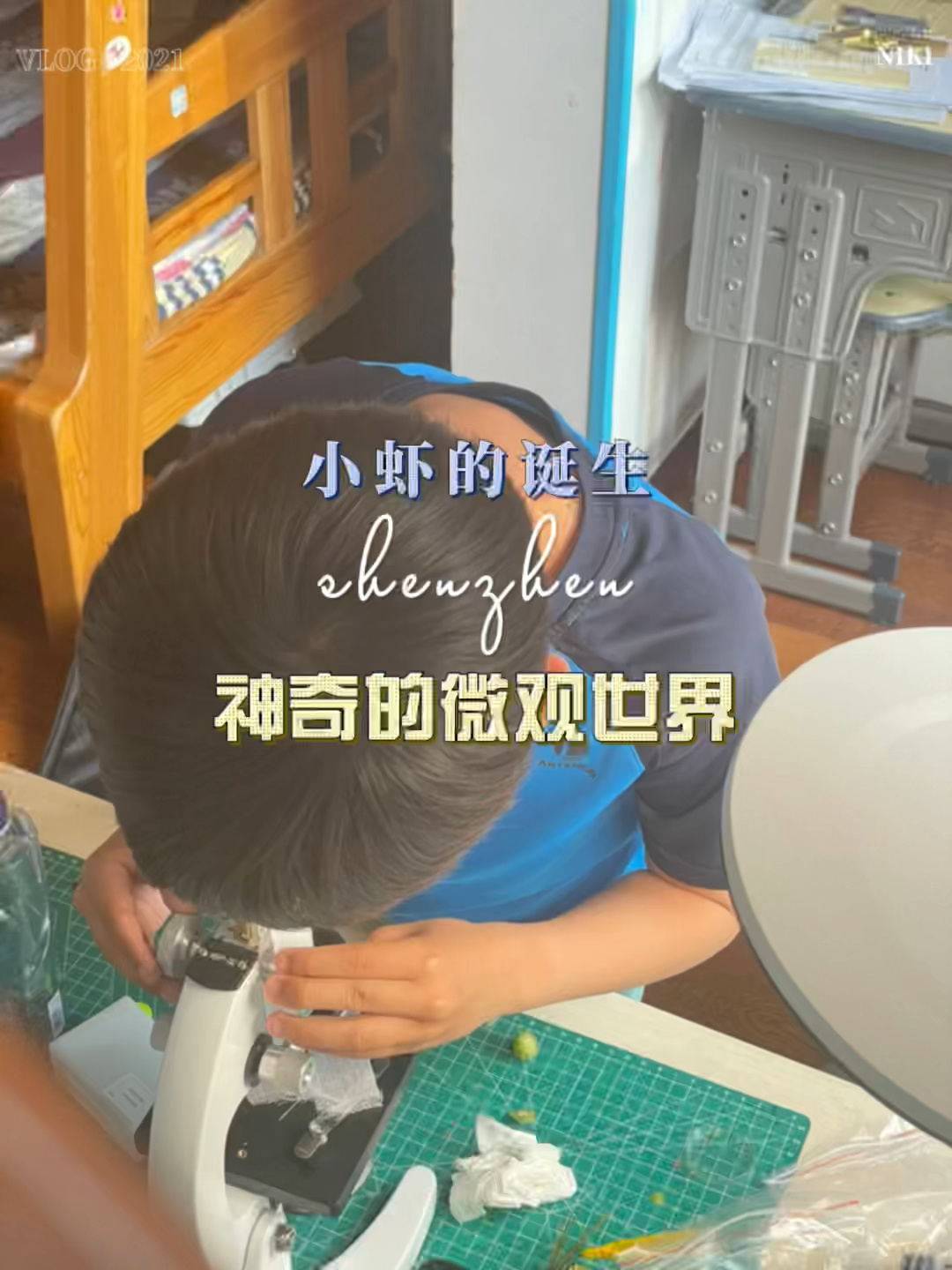 显微镜记录虾卵培养成小虾的精彩过程