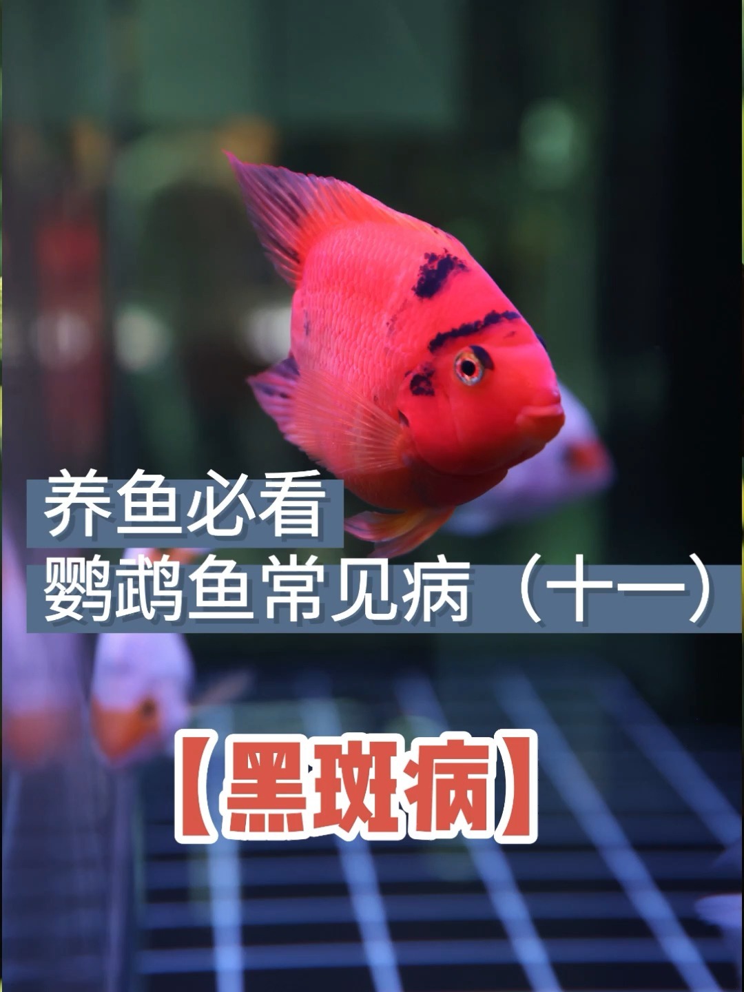 鹦鹉鱼必读两招快速治好黑斑症干货分享