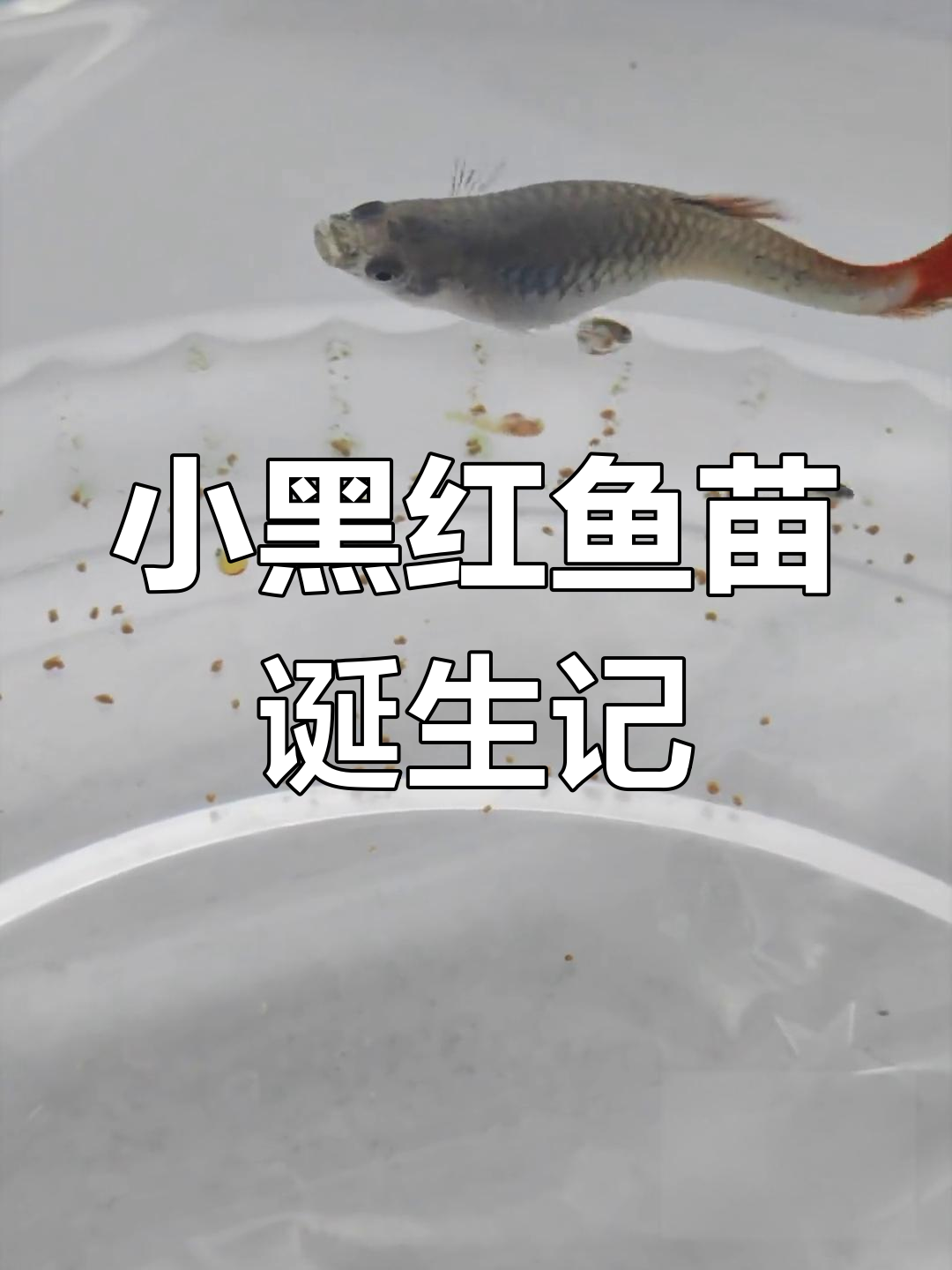 孔雀鱼宝宝出生大揭秘:三种颜色的小生命,急脾气妈妈生得快
