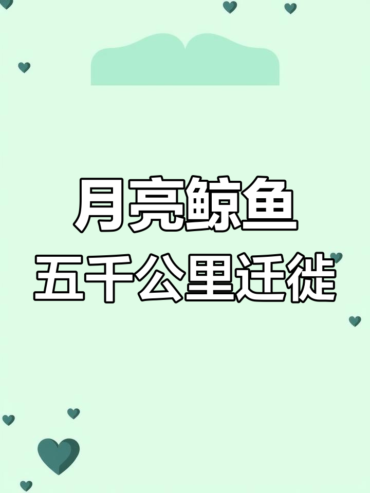 磁性座头鲸完成5000公里迁徙,脊椎骨折仍坚持前行