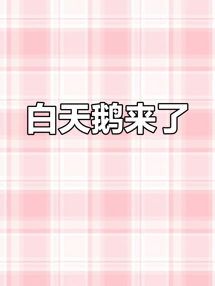 湿地公园的白天鹅,优雅降临!