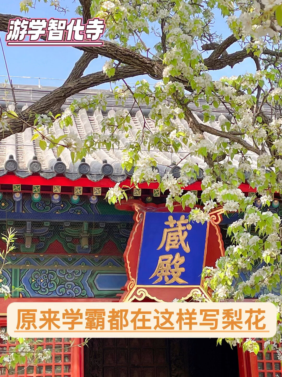 写作|学霸都在这样写梨花,绝对拿高分!