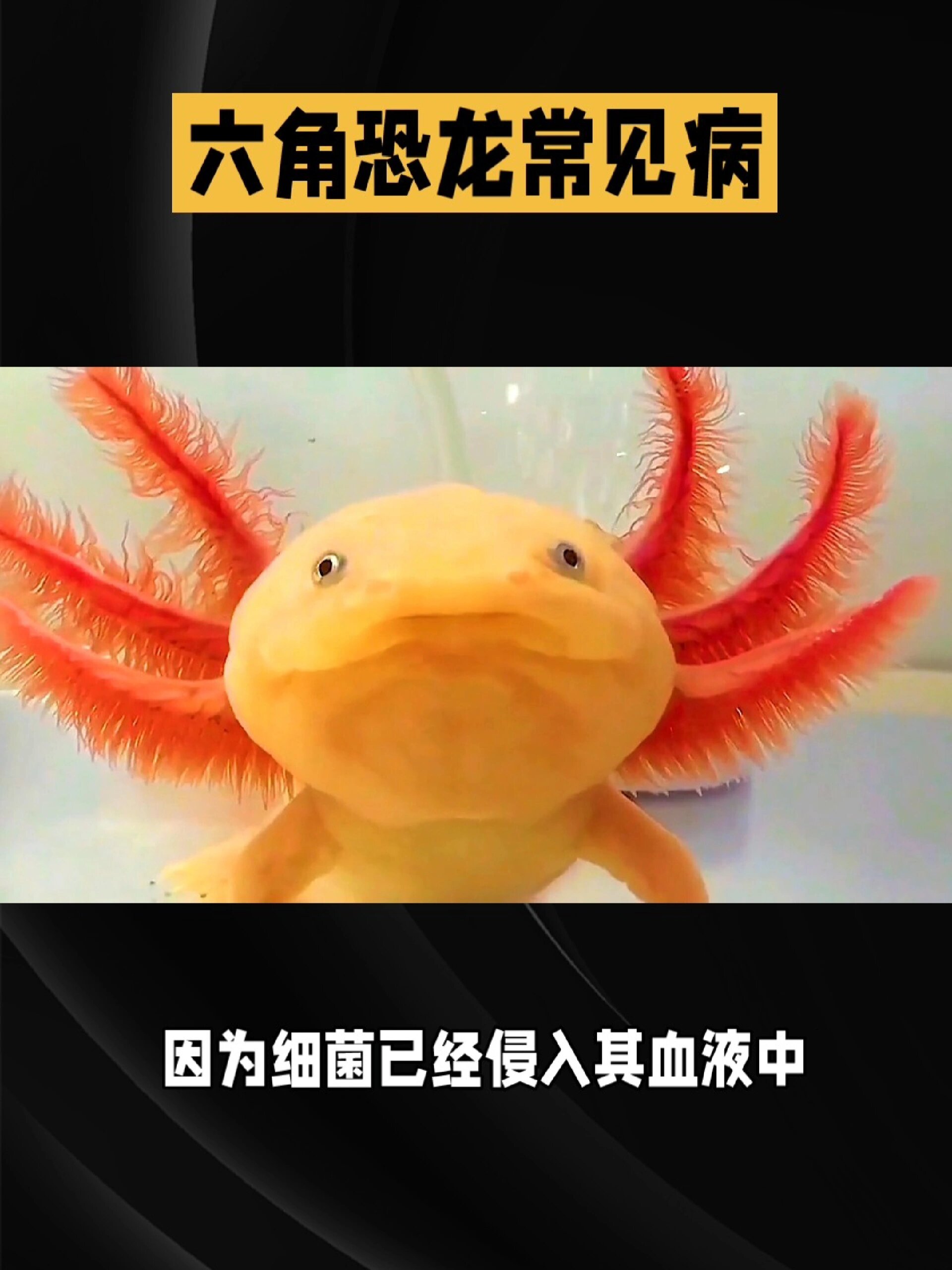 六角恐龙常见病「细菌败血症」