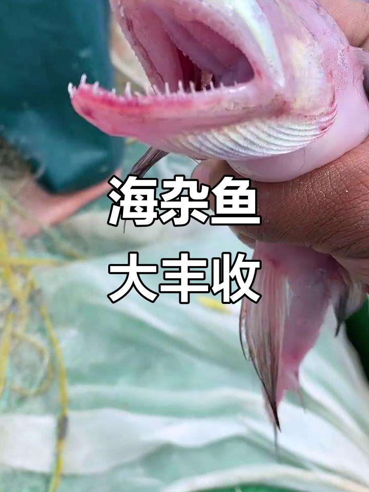 500元网捕海杂鱼，收获满满！黄花鱼、龙头鱼一网打尽
