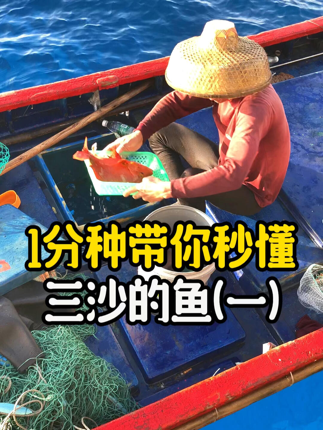 不懂西沙鱼,看这篇就够了