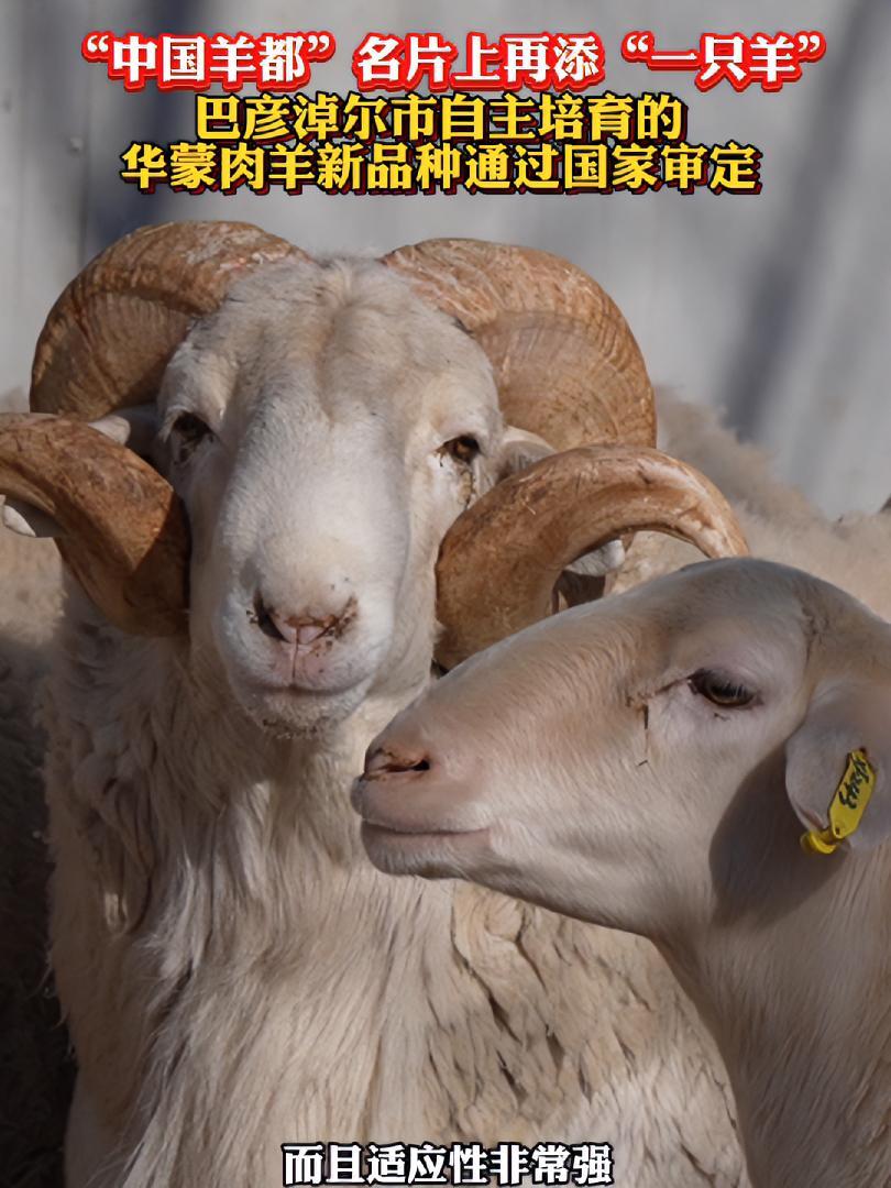“中国羊都”名片上再添“一只羊”,巴彦淖尔市自主培育的华蒙肉羊新品种通过国家审定 中国羊都