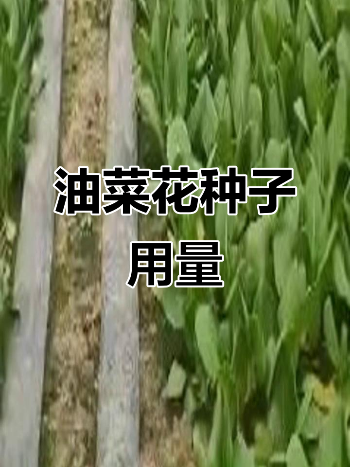 一亩地油菜花种子需求量揭秘,如何高效播种?