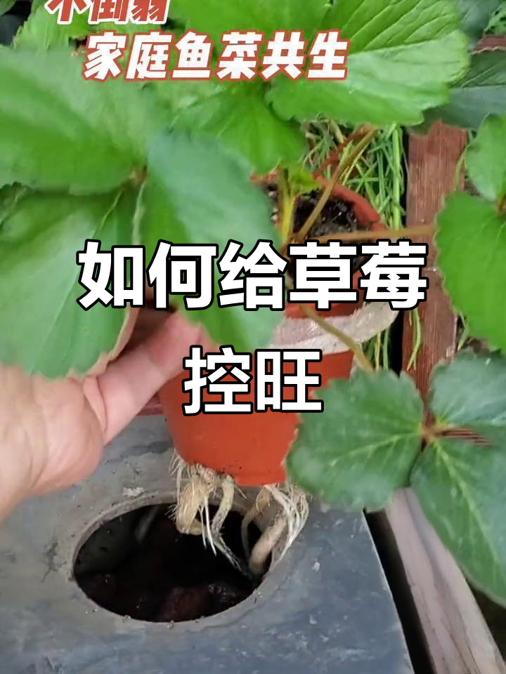 草莓控旺技巧大揭秘,家庭鱼菜共生系统里的关键操作