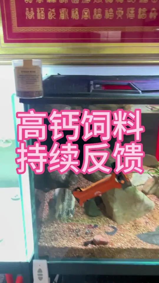 饕餮雷龙高钙饲料持续反馈 黄金眼镜蛇雷龙 巴卡雷龙 雷龙鱼 雷龙鱼苗饲养方法 观赏鱼
