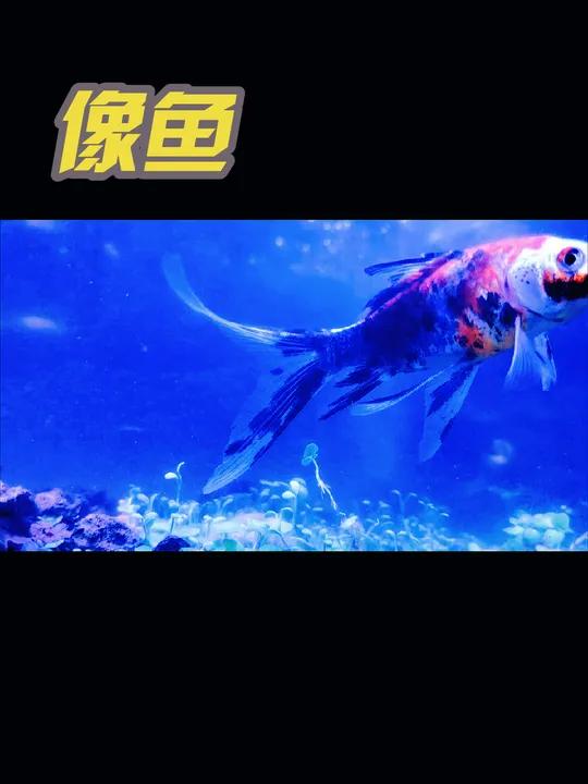 热带鱼,冷水鱼,鱼虾蟹混养!鱼儿自由自在的水中游 治愈系 海底世界 唯美意境 解压方式