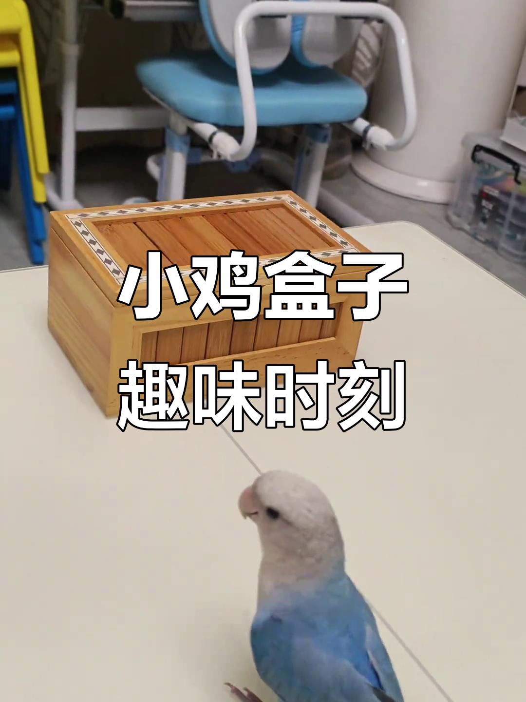 小鸡与盒子的无聊日常,萌宠搞笑互动