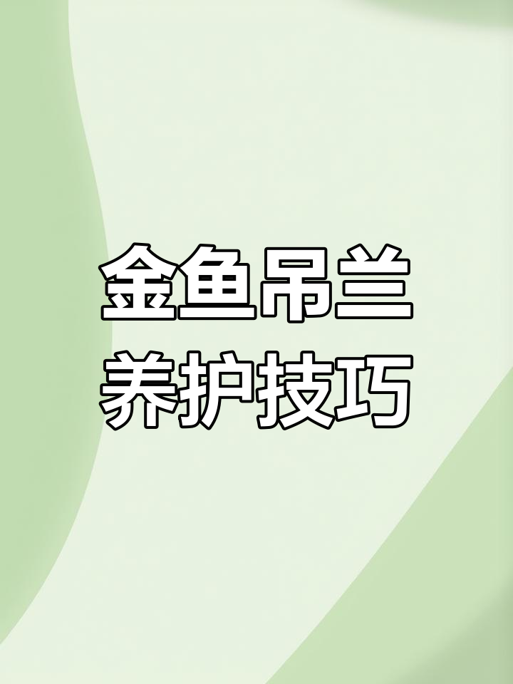 如何正确养护金鱼吊兰,让它开花不断?