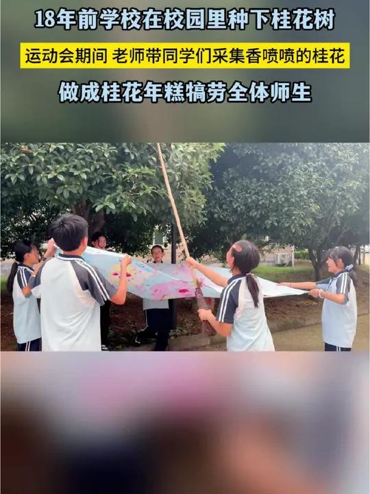 一批桂花树造福了两代人,18年前学校种下的桂花树,运动会期间被采集做成香喷喷的桂花年糕,犒