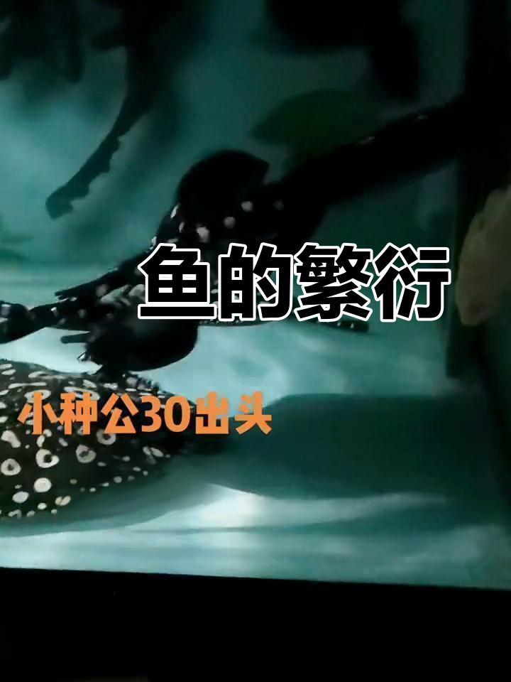 魟鱼繁殖过程揭秘