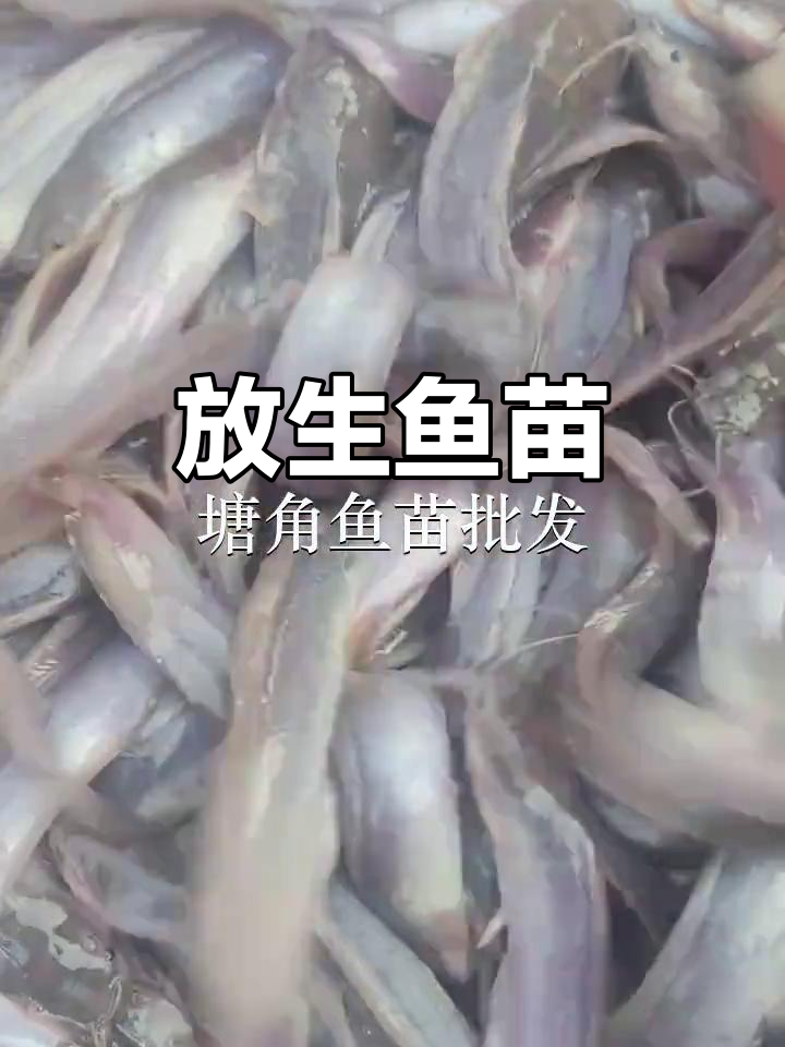 韶关武江放生鱼苗,塘角鱼回归自然