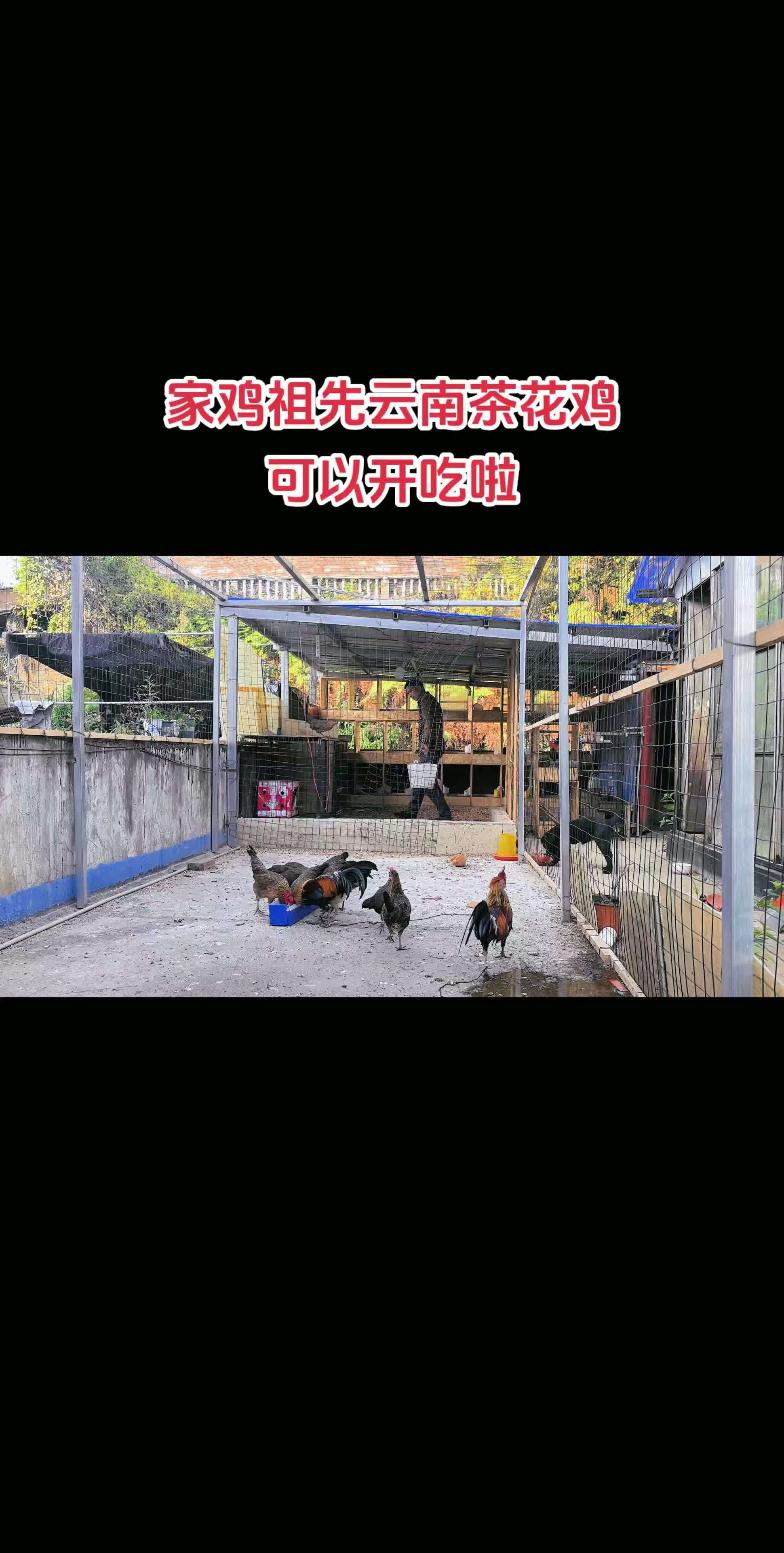 乡村守护人 乡村生活 养鸡 农村散养土鸡 茶花鸡 家鸡祖先云南茶花鸡,可以开吃啦