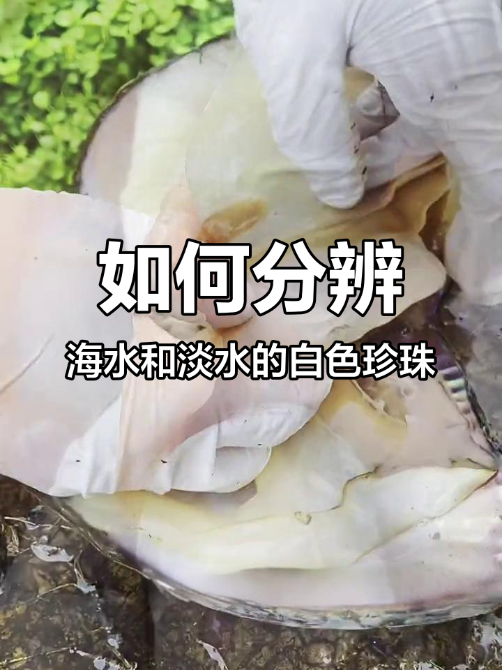 澳白与淡水珍珠如何区分?从表皮细节入手