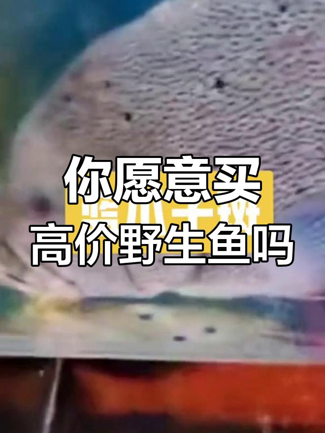野生蓝瓜子斑值不值300元/斤?