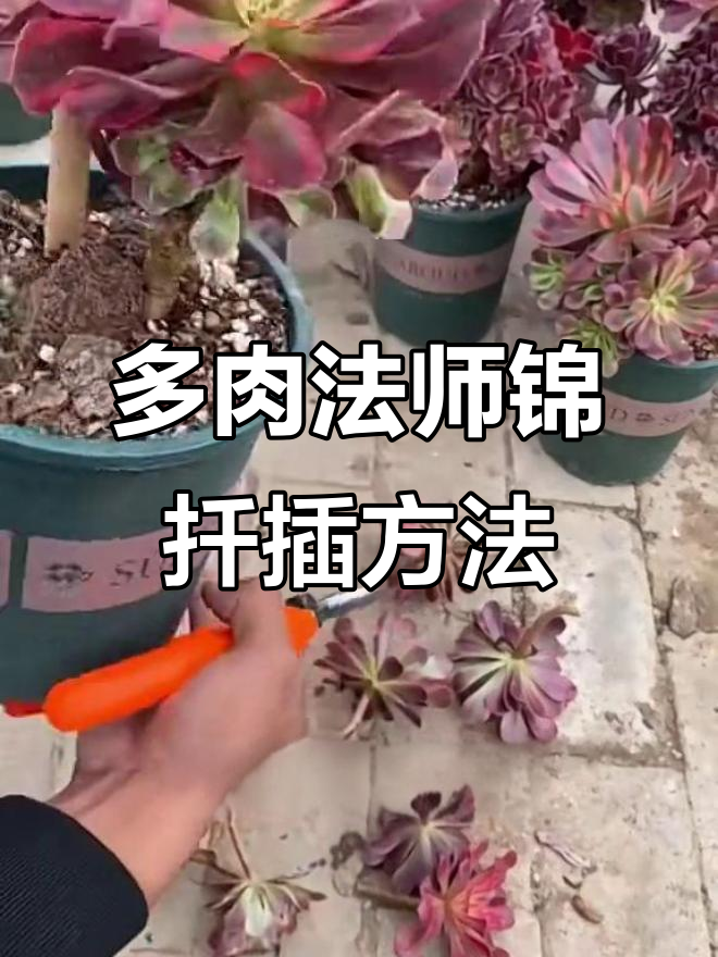 法师锦扦插技巧大揭秘,轻松掌握多肉植物养护