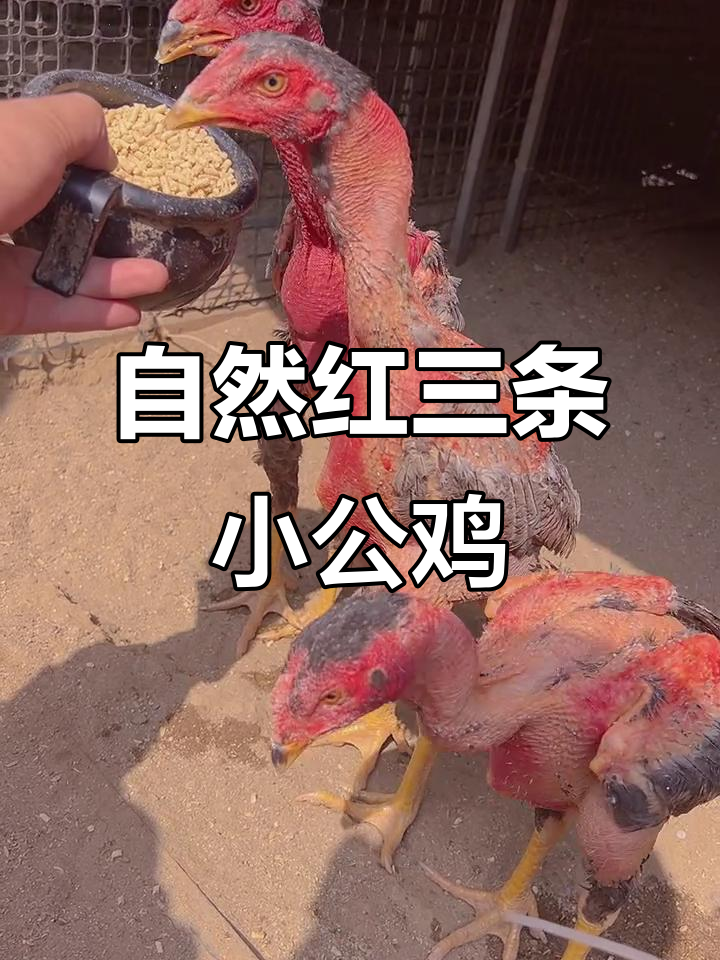 三条自然红公鸡,传承斗鸡文化大揭秘
