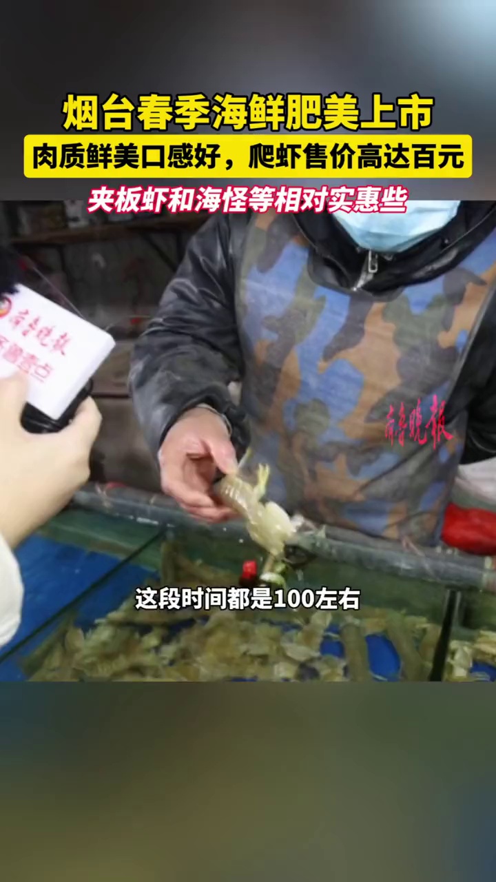 烟台春季海鲜肥美上市,肉质鲜美口感好,爬虾售价高达百元,夹板虾和海怪等相对实惠些