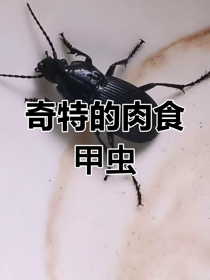 快速了解肉食性甲虫