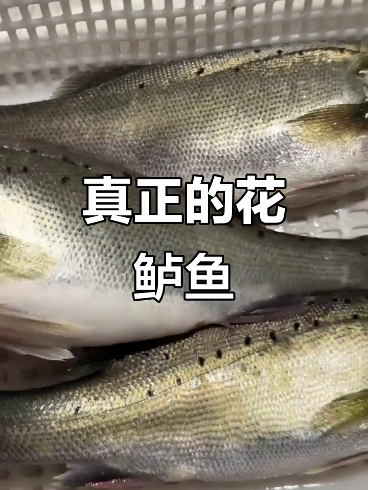 花鲈鱼:淡水与咸水斑点的秘密