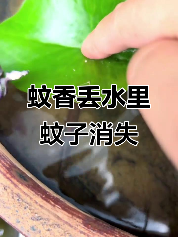 水培植物蚊子多?试试这个简单方法,幼虫全灭!