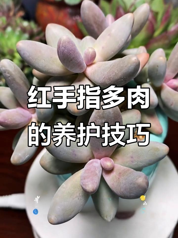如何养好多肉红手指?光照、浇水全攻略