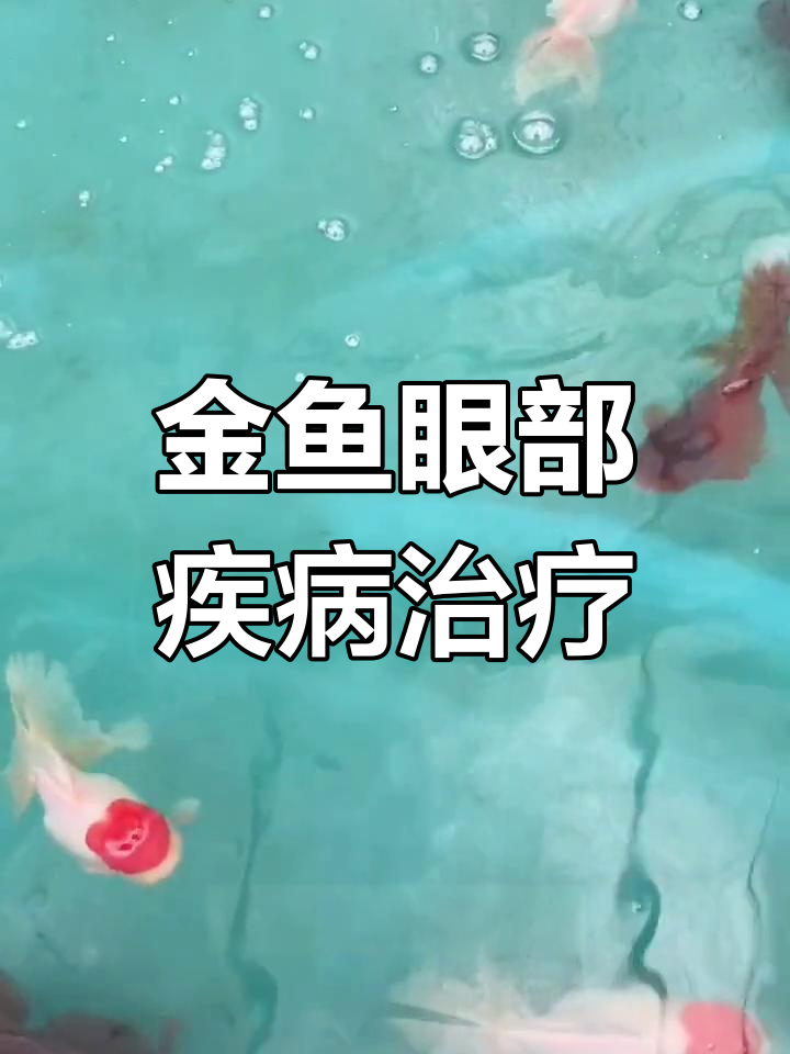 金鱼眼睛白蒙怎么办?