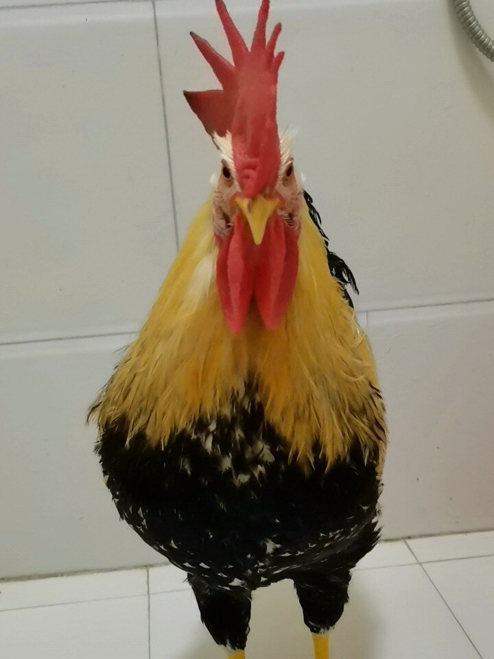 最好看的大公鸡