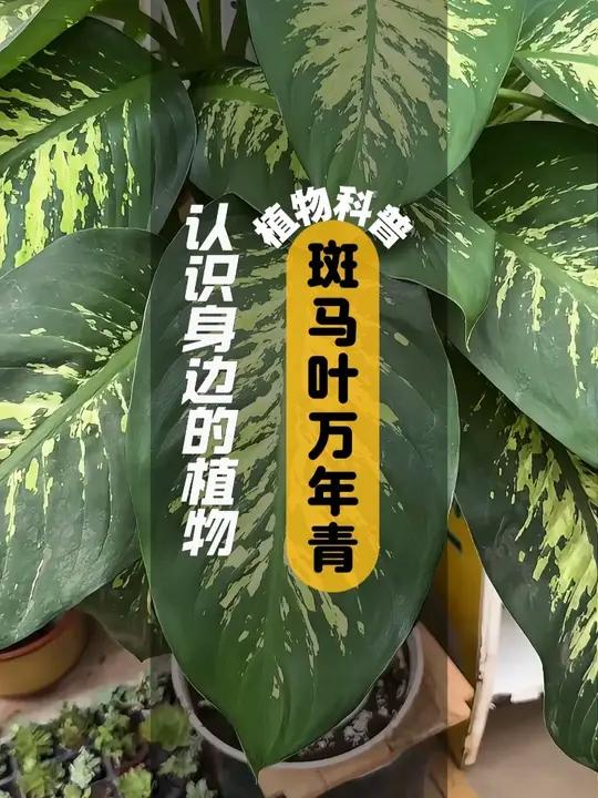 斑马叶万年青 I 植物科普 斑马叶万年青是天南星科黛粉叶属 多年生常绿草本植物 茎圆柱形肉