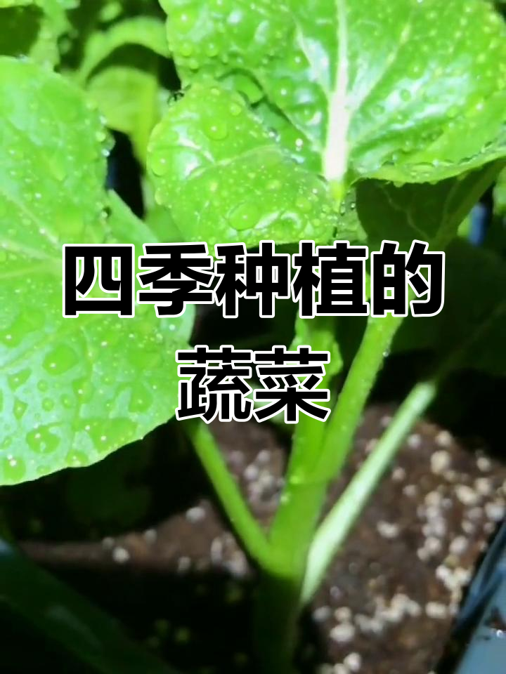 甜菜心四季可种,二十天收获,广东人最爱