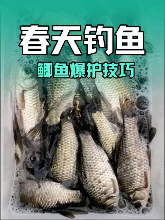 春天钓鲫鱼方法和技巧,看似简单的动作,做好了就是高手